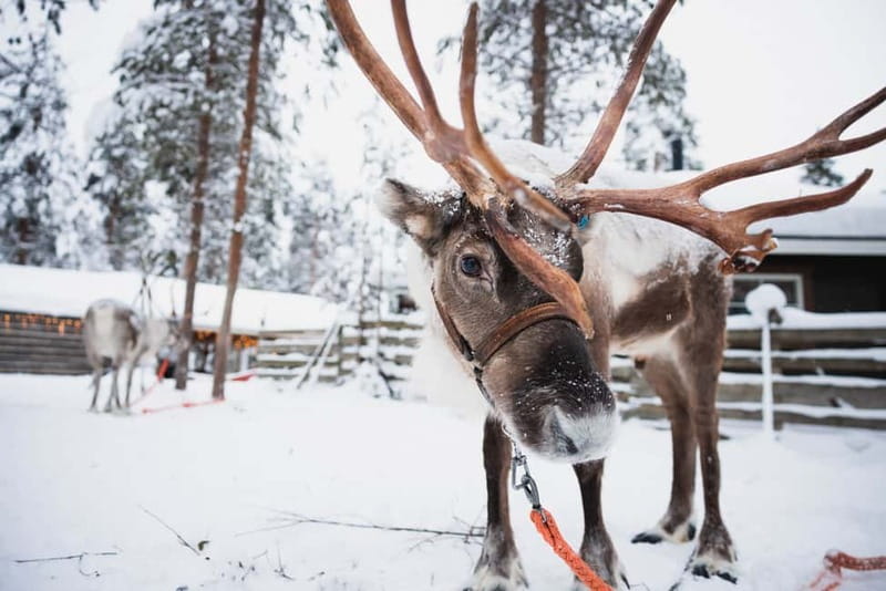 Rovaniemi: Snowmobile Tour and Reindeer Experience - Reindeer Manor: Meeting the Herd and Learning What Herding Is Like