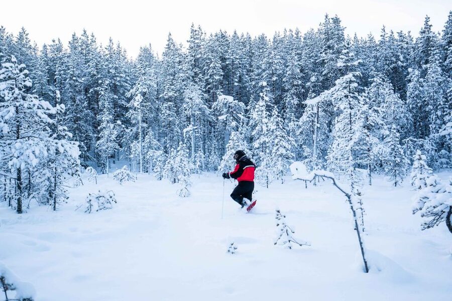 Rovaniemi: Snowshoe Wilderness Adventure with Photos & BBQ - The snowshoe hike: slow enough to notice, steady enough to progress