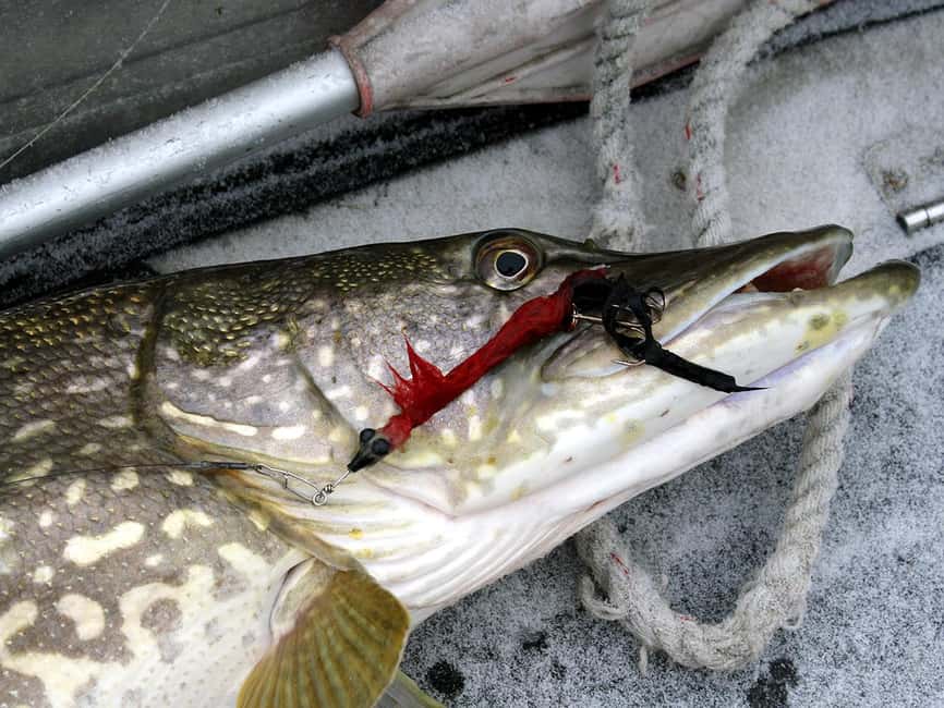 Rovaniemi: Snowshoeing, Ice Fishing and Salmon in Kota - Getting to the primeval forest: pickup, van time, and timing reality