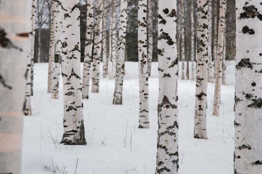 Rovaniemi: Snowshoeing in the Arctic Wilderness - The Snowshoe Session: Learning to Walk Across Deep Snow