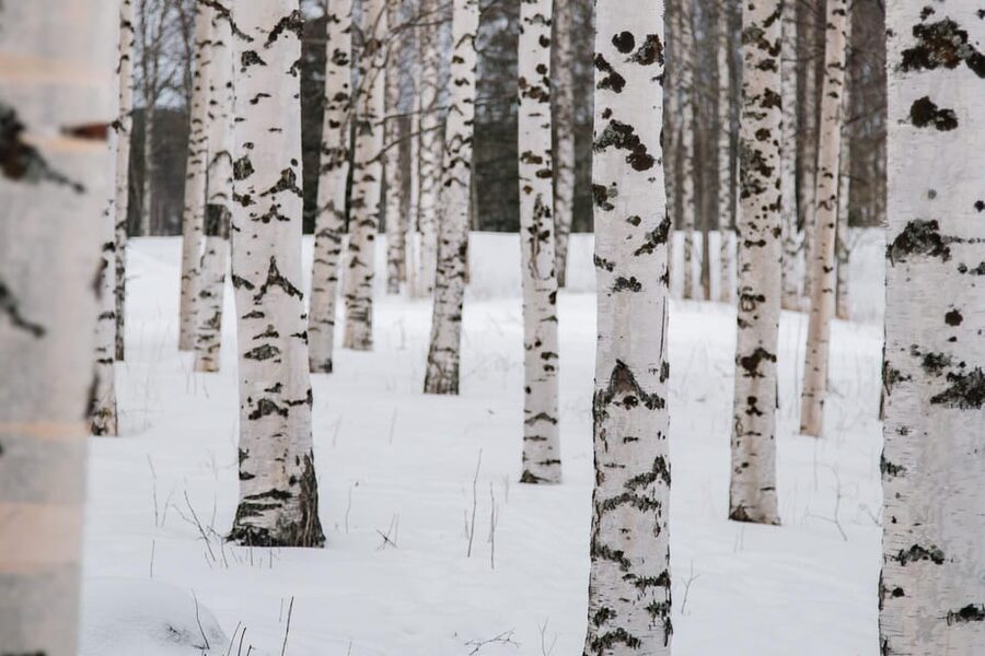 Rovaniemi: Snowshoeing in the Arctic Wilderness - Price and Value: Is $99 Fair for What You Get?