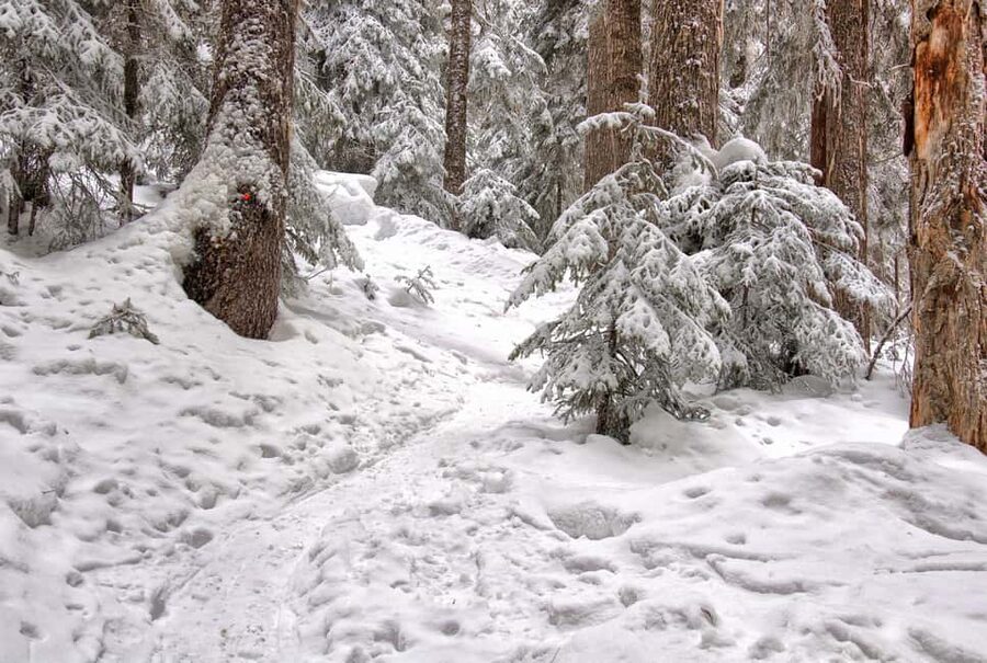 Rovaniemi: Snowshoeing Tour with Wild Lunch and Hotel Pickup - Quick planning tips so the day goes smoothly