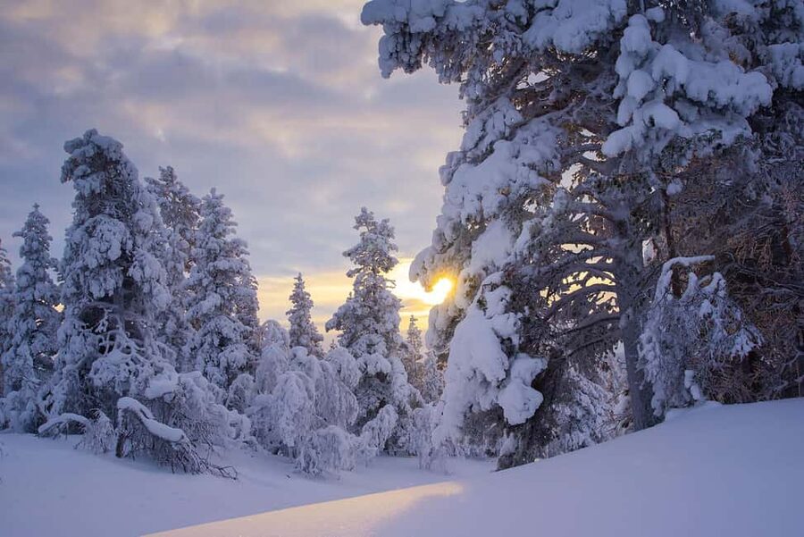 Rovaniemi: Snowy Forest Like in the Movies 3 Hour Tour - Key highlights worth your time