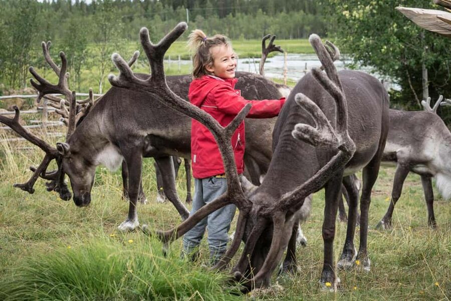 Rovaniemi: Summer/Autumn Reindeer Farm Experience - Key things I’d note before you go