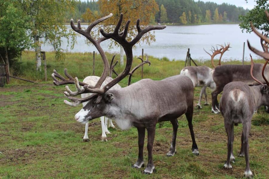 Rovaniemi: Summer/Autumn Reindeer Farm Experience - Feeding reindeer up close (and staying safe around antlers)