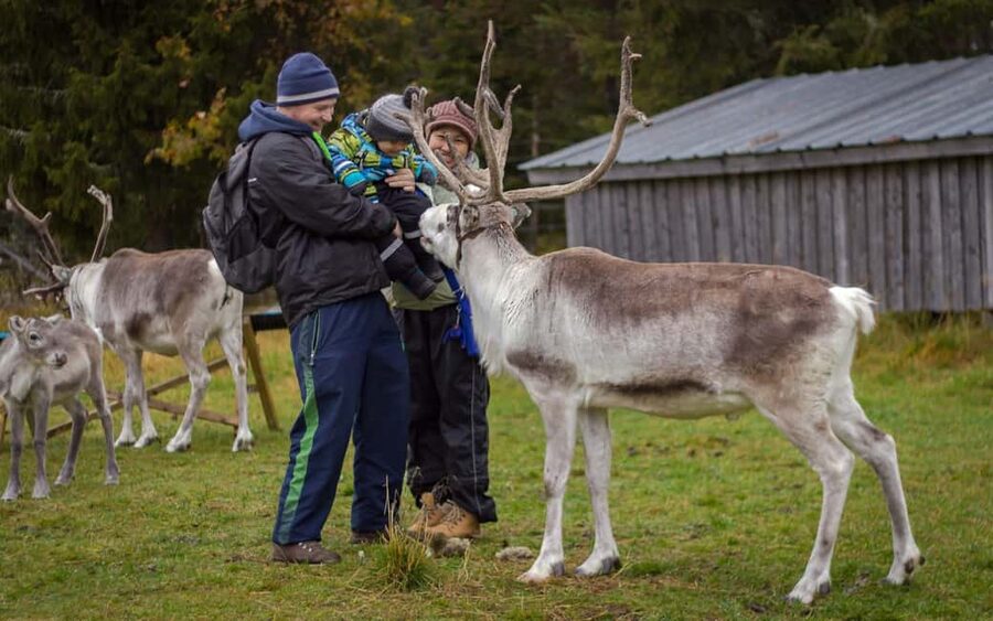 Rovaniemi: Summer/Autumn Reindeer Farm Experience - Meeting the reindeer herders: learning what life is really like