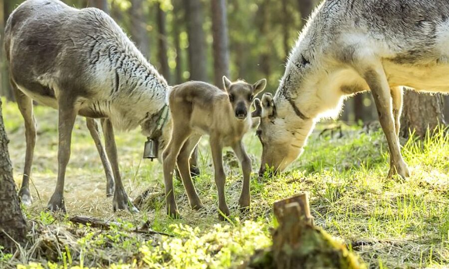 Rovaniemi: Summer Reindeer Farm Experience - Key Things I’d Prioritize