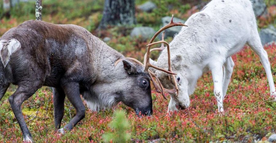 Rovaniemi: Summer Reindeer Farm Experience - From Rovaniemi to a Real Summer Reindeer Farm