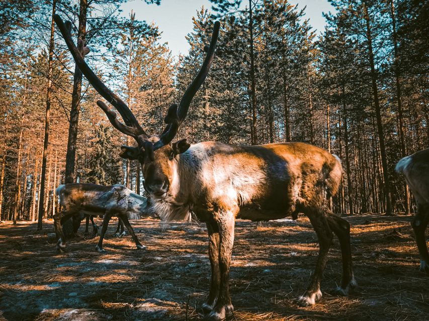 Rovaniemi: Summer Reindeer Farm Experience - Kota Break: Warm Drinks and Stories by the Fire
