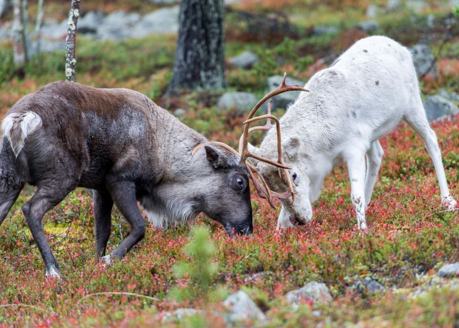 Rovaniemi: Summer Reindeer Farm Experience - The Value Question: Is $129 Worth It?