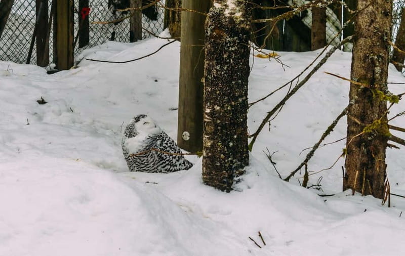 Rovaniemi: Trip to Ranua Zoo with Tickets - Why Ranua Zoo works as a half-day from Rovaniemi