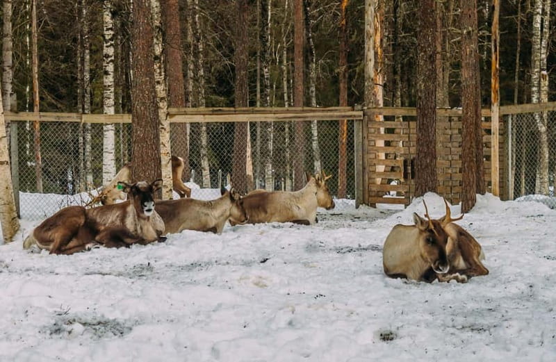 Rovaniemi: Trip to Ranua Zoo with Tickets - Inside the park: 60+ species and the white bear draw