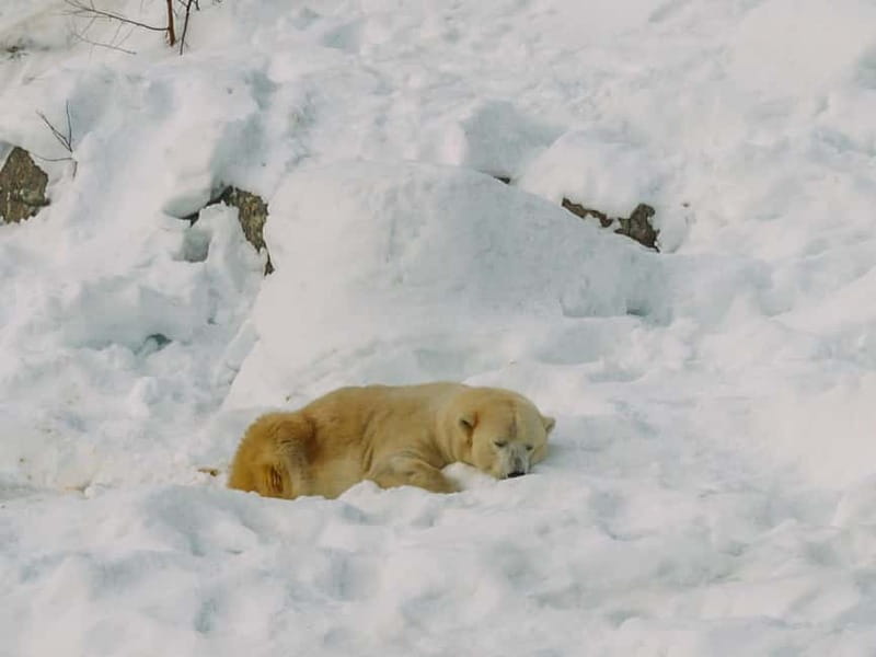 Rovaniemi: Trip to Ranua Zoo with Tickets - The value question: $116 per person and what you’re really paying for