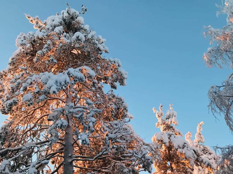 Rovaniemi: Trip to Ranua Zoo with Tickets - Who this trip suits best