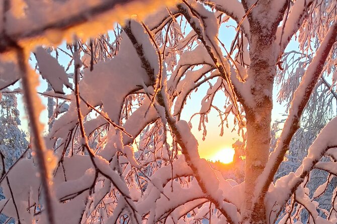 Rovaniemi: Trip to Ranua Zoo with Tickets Included - Lapland lunch and the Fazer chocolate stop (worth your appetite)