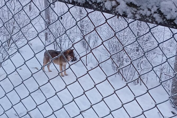 Rovaniemi: Trip to Ranua Zoo with Tickets Included - Comfort on the road: what you gain with Uncle Alex Travel