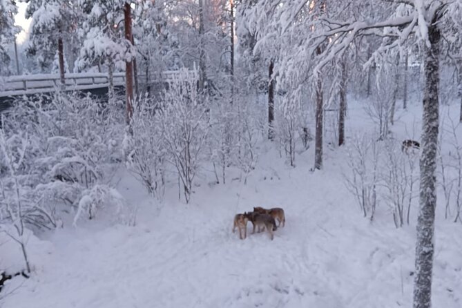 Rovaniemi: Trip to Ranua Zoo with Tickets Included - Who this day trip suits best (and who might want another plan)