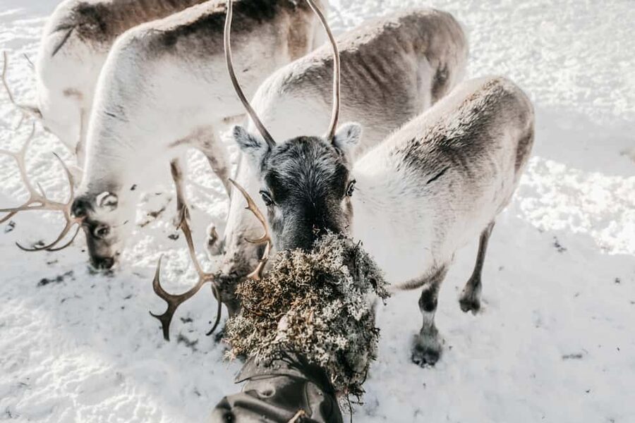 Rovaniemi: Visit to Santa's reindeer farm with reindeer ride - Meet the Reindeer and Learn the Herder Stories