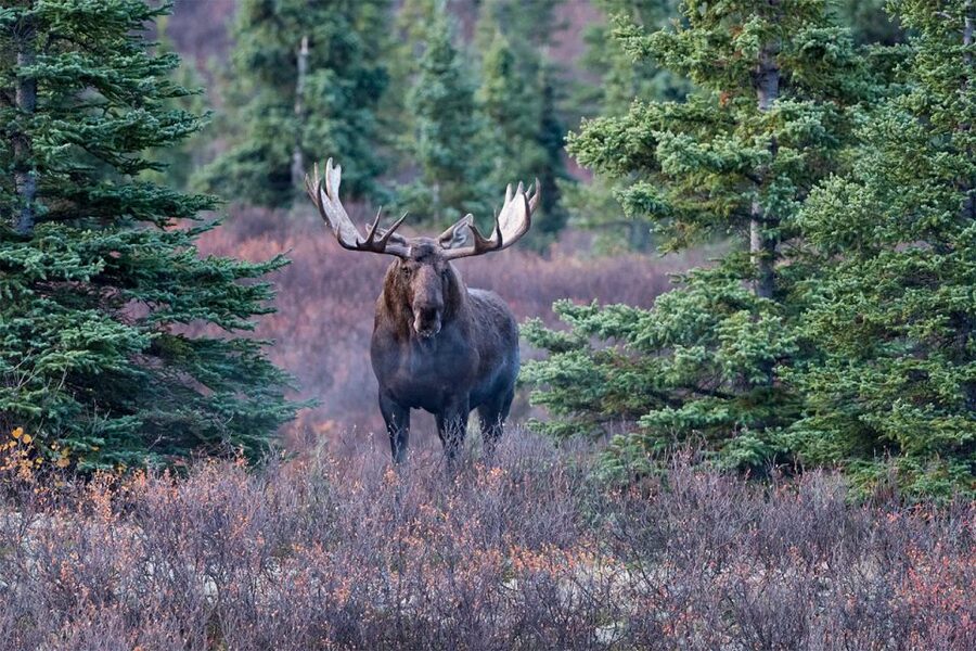 Rovaniemi: Wild Moose Safari - Key things to know before you go