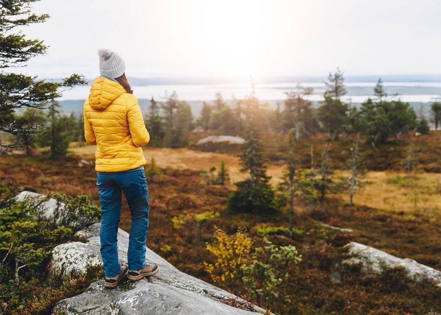 Rovaniemi: Wild Moose Safari - How moose safaris really work around Rovaniemi
