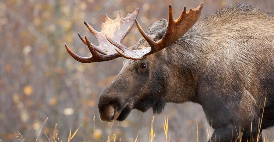 Rovaniemi: Wild Moose Safari - The sunrise and sunset strategy behind your moose odds
