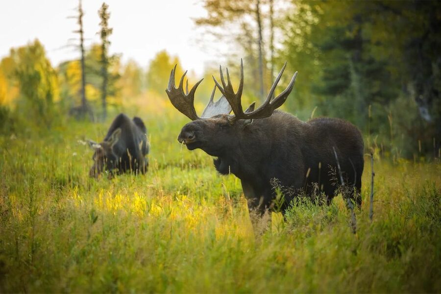 Rovaniemi: Wild Moose Safari - Guide plus vehicle: what you should watch for in real life