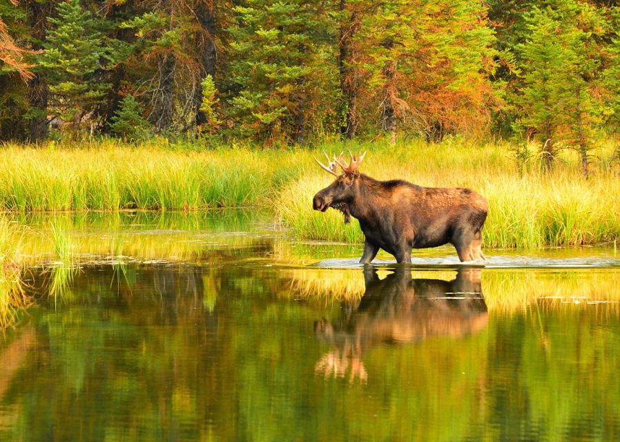 Rovaniemi: Wild Moose Safari - Price and value: is $146 fair for this kind of safari?