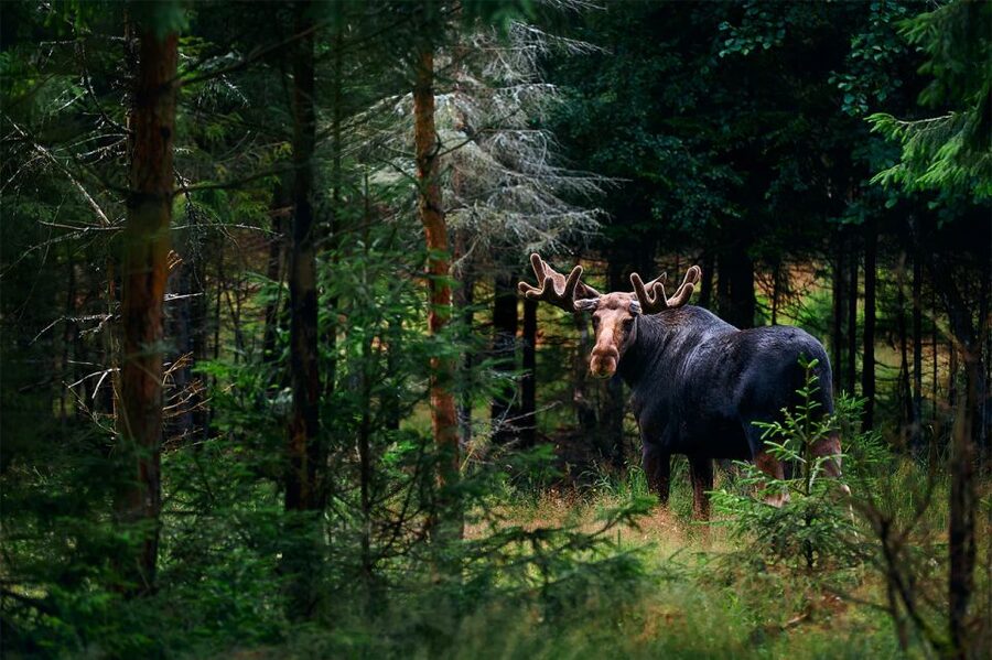 Rovaniemi: Wild Moose Safari - Who this Wild Moose Safari fits best
