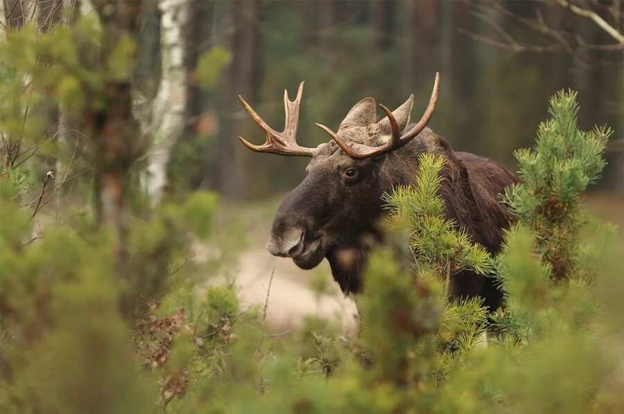 Rovaniemi: Wild Moose Safari - What the 3.5-hour drive feels like (and why it matters)