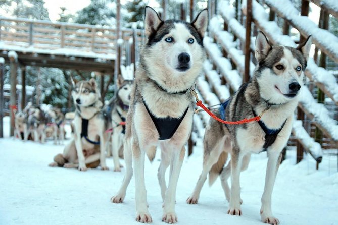 Santa Claus Village Guided Tour & Arctic Animals Adventure - Reindeer safari: a short 500m ride with real musher focus