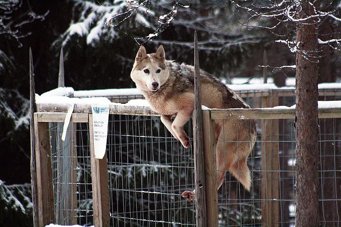 Santa Claus Village Guided Tour & Arctic Animals Adventure - Arctic Circle Husky Park: meet the dogs, then feel the sled run