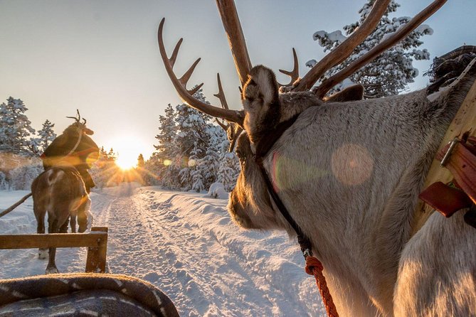 Santa Claus Village Guided Tour & Arctic Animals Adventure - Price and value: why $274.86 can make sense here