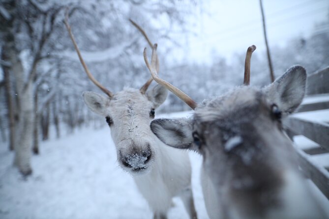 Santa Claus Village, Husky and Reindeers Combo Safari - Husky park: meet Siberian huskies and ride (when conditions allow)