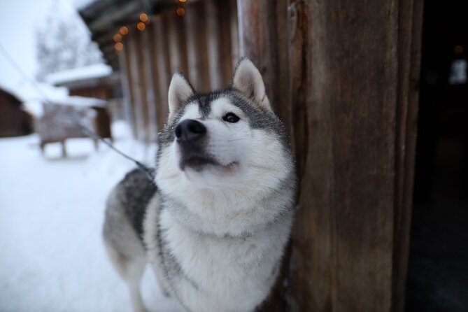 Santa Claus Village, Husky and Reindeers Combo Safari - Reindeer yard and the sleigh ride: classic Lapland, short and sweet