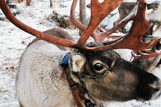 Santa's Reindeer & Husky Safari + Aurora BBQ in Rovaniemi - Key highlights you’ll actually feel