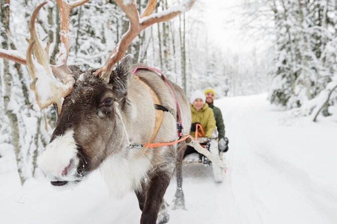 Santa's Reindeer & Husky Safari + Aurora BBQ in Rovaniemi - A One-Day Lapland Hit List: Huskies, Reindeer, and Aurora