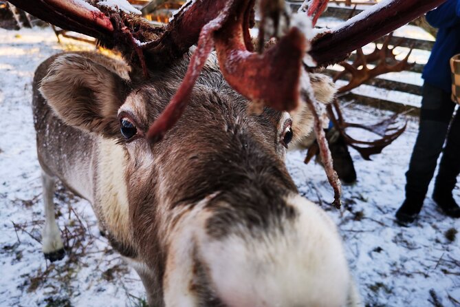 Santa's Reindeer & Husky Safari + Aurora BBQ in Rovaniemi - Price and value: $289 is fair if you want the whole package