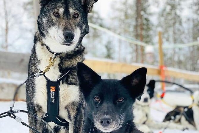 Santa's Reindeer & Husky Safari + Aurora BBQ in Rovaniemi - Animal welfare reality check: what to ask yourself