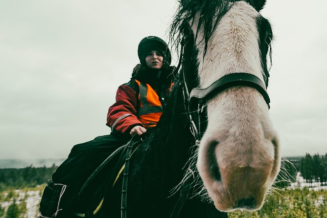 Small-Group Arctic Circle Horse Riding from Rovaniemi - Key highlights to know before you go