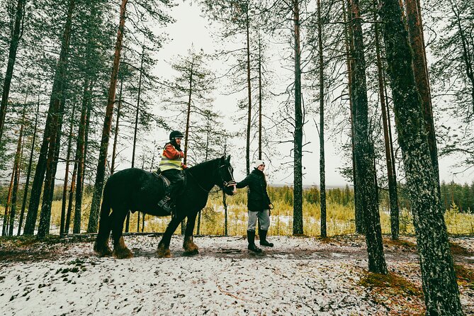 Small-Group Arctic Circle Horse Riding from Rovaniemi - Why Shoeless Hooves and Big-Yard Living Are More Than “Nice Details”