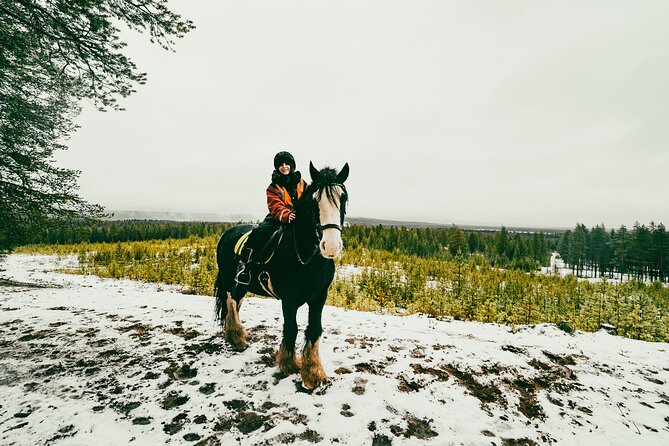 Small-Group Arctic Circle Horse Riding from Rovaniemi - How the 3-Hour Horse Ride Plays Out (From Pickup to Return)