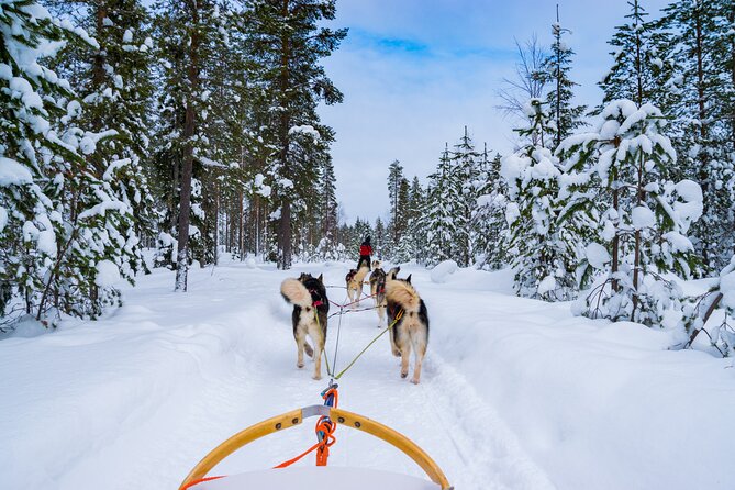 Small-Group Husky Mushing Experience in Rovaniemi - Key points worth your attention
