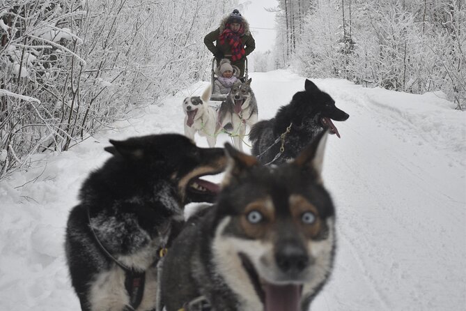 Small-Group Husky Mushing Experience in Rovaniemi - Safety and control on snow: what the guides really do