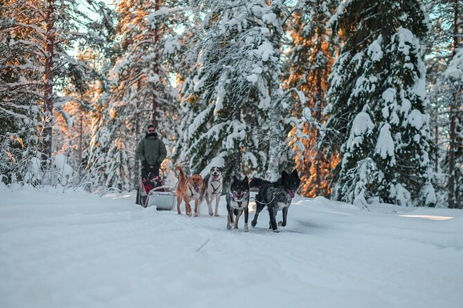 Small-Group Husky Mushing Experience in Rovaniemi - The kota warm-up: sausages, hot berry juice, and husky cuddles