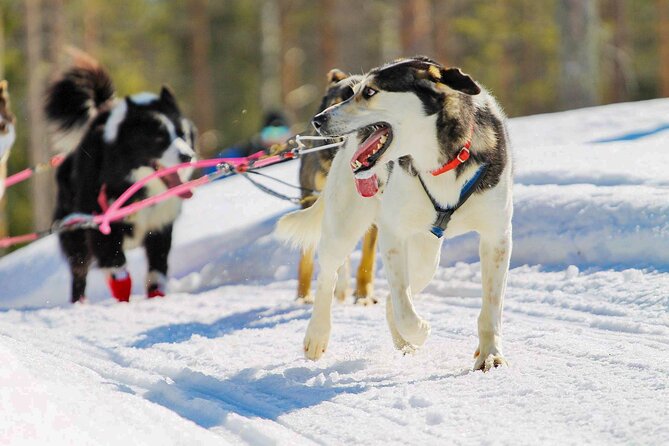 Small-Group Husky Mushing Experience in Rovaniemi - Gear, weather, and sore arms: what you should prepare for