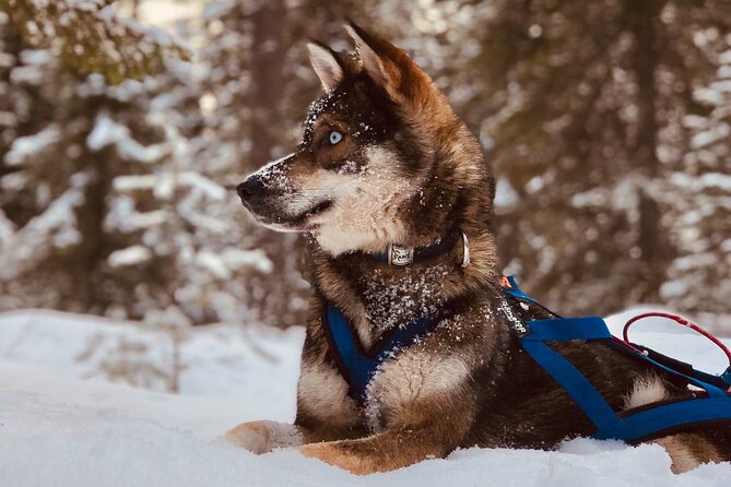 Small-Group Husky Mushing Experience in Rovaniemi - Who should book this husky mushing, and who might skip it