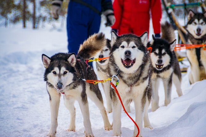 Small-Group Husky Mushing Experience in Rovaniemi - Rovaniemi pickup and the true meaning of 4.5 hours