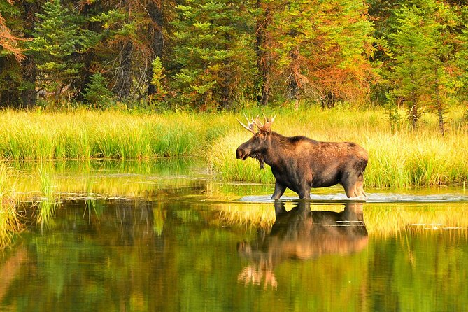 Small-Group Moose Wild Safari from Rovaniemi - Why a dusk moose safari in Rovaniemi makes sense
