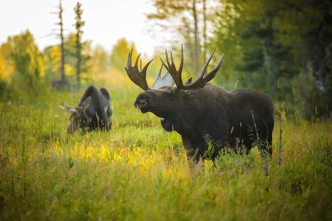 Small-Group Moose Wild Safari from Rovaniemi - What you’ll learn on the moose hunt