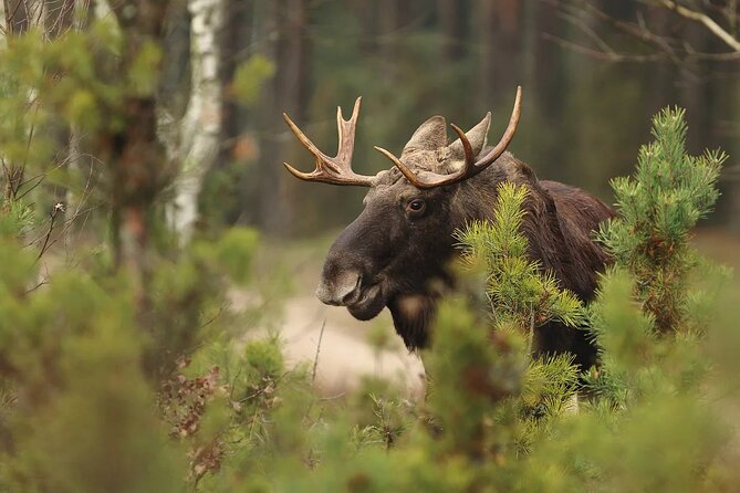 Small-Group Moose Wild Safari from Rovaniemi - Price and what you’re really paying for ($103.12)